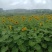 预订3638葵花籽