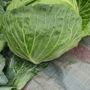 包菜加工厂，，饺子厂需要联系，量大从优，价格便宜