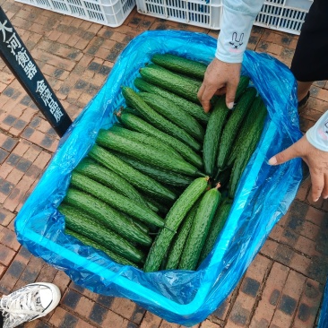 黄瓜