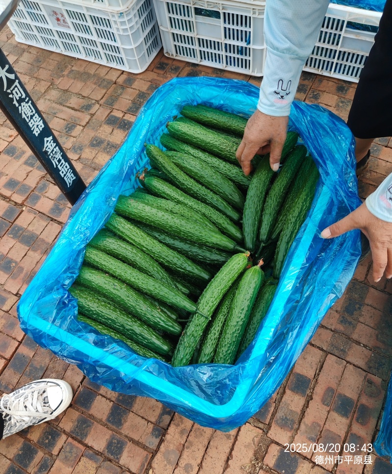 黄瓜