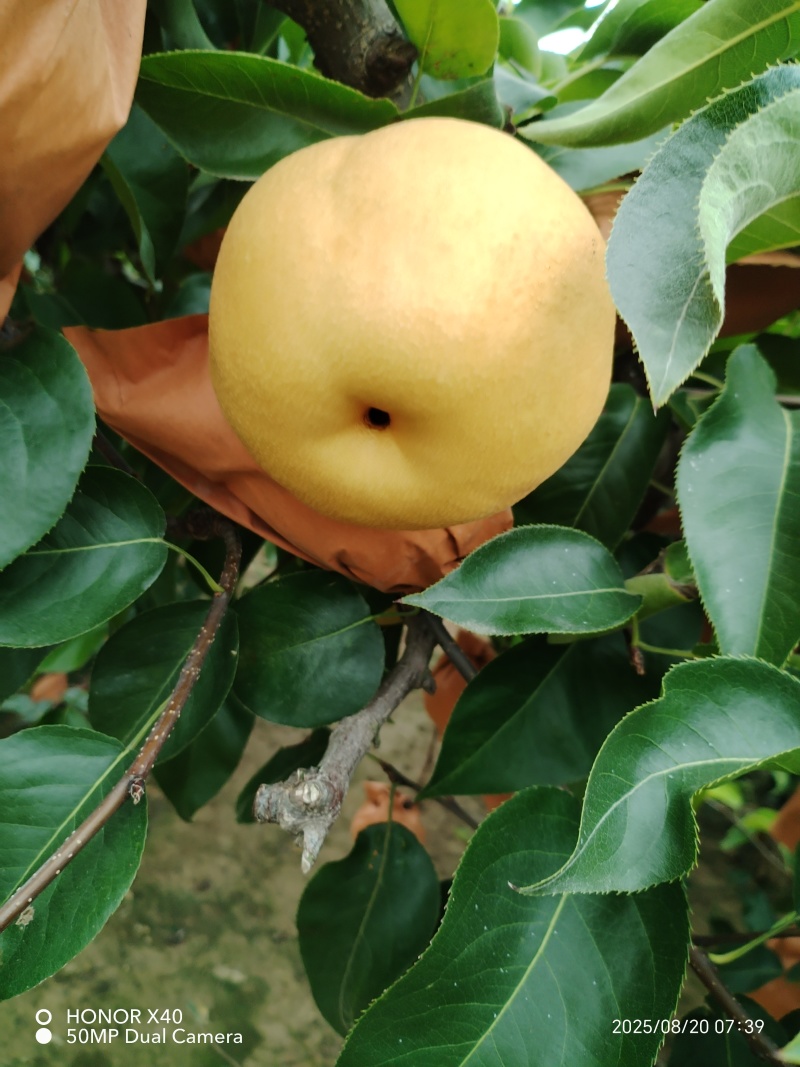 丰水梨