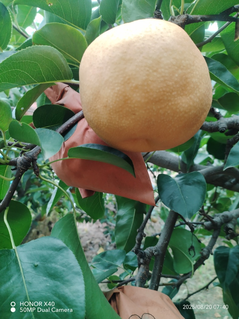 丰水梨