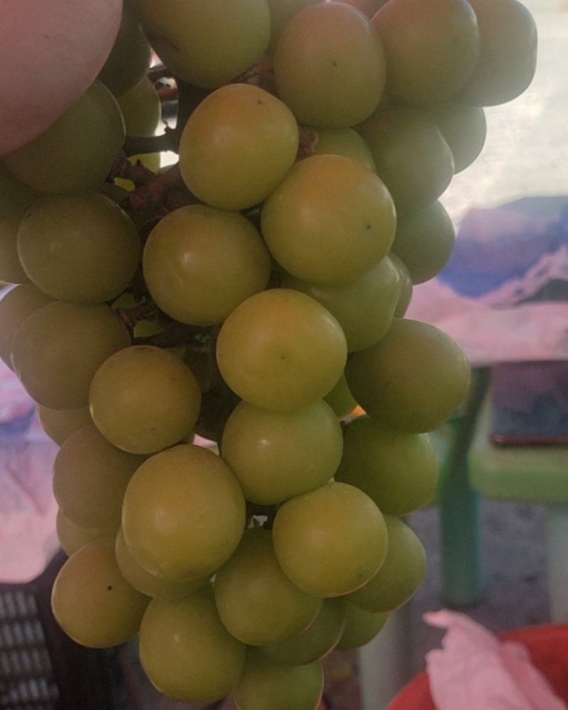阳光玫瑰