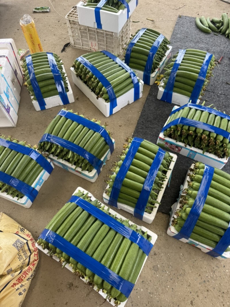 油皮丝瓜