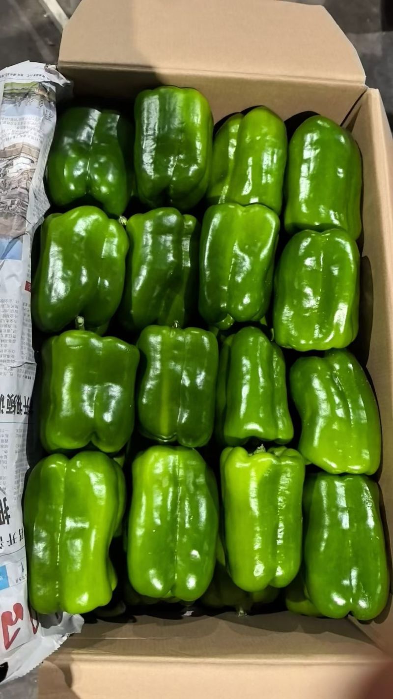 山东寿光蔬菜贸易，各种辣椒，红黄绿圆椒，尖椒，螺丝椒，泡椒等