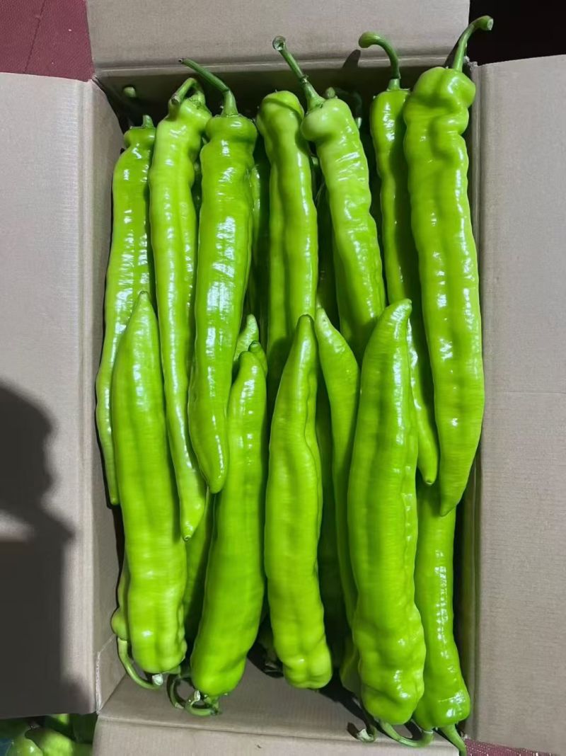 山东寿光蔬菜贸易，各种辣椒，红黄绿圆椒，尖椒，螺丝椒，泡椒等