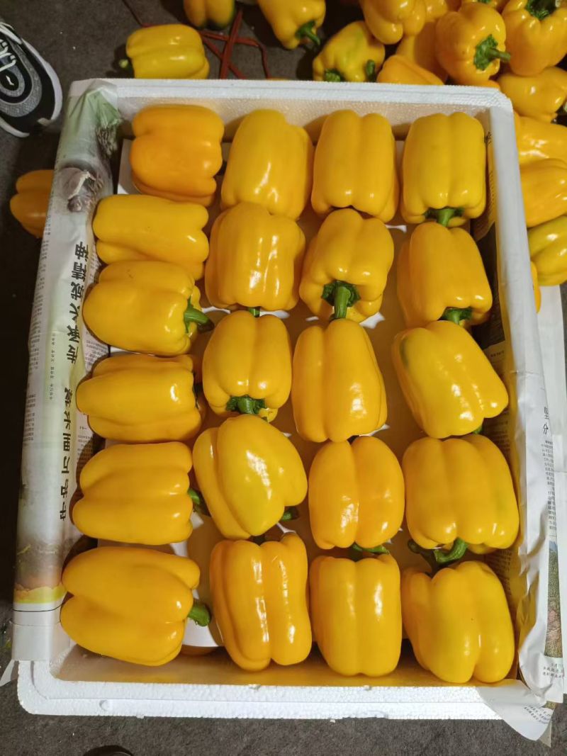 山东寿光蔬菜贸易，各种辣椒，红黄绿圆椒，尖椒，螺丝椒，泡椒等