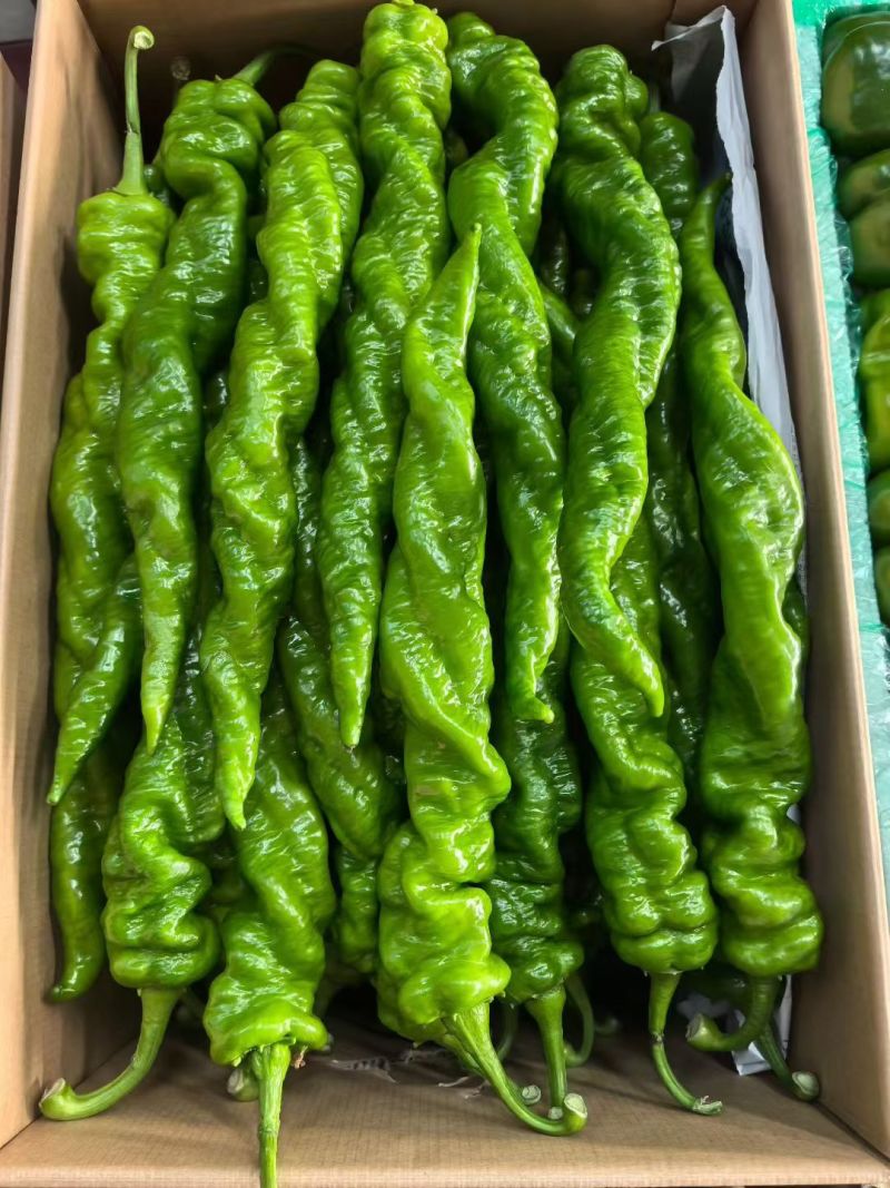 山东寿光蔬菜贸易，各种辣椒，红黄绿圆椒，尖椒，螺丝椒，泡椒等
