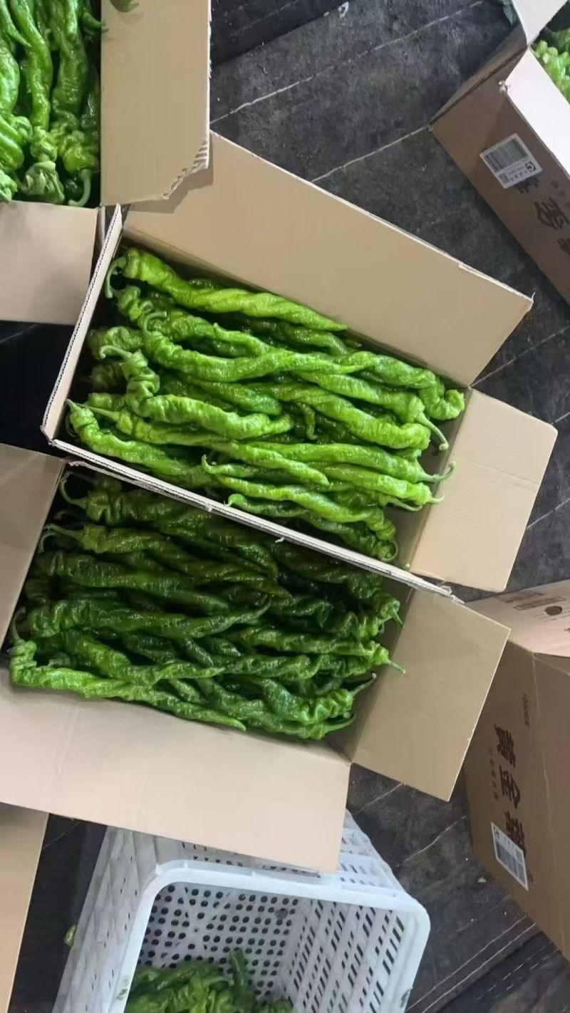 山东寿光蔬菜贸易，各种辣椒，红黄绿圆椒，尖椒，螺丝椒，泡椒等