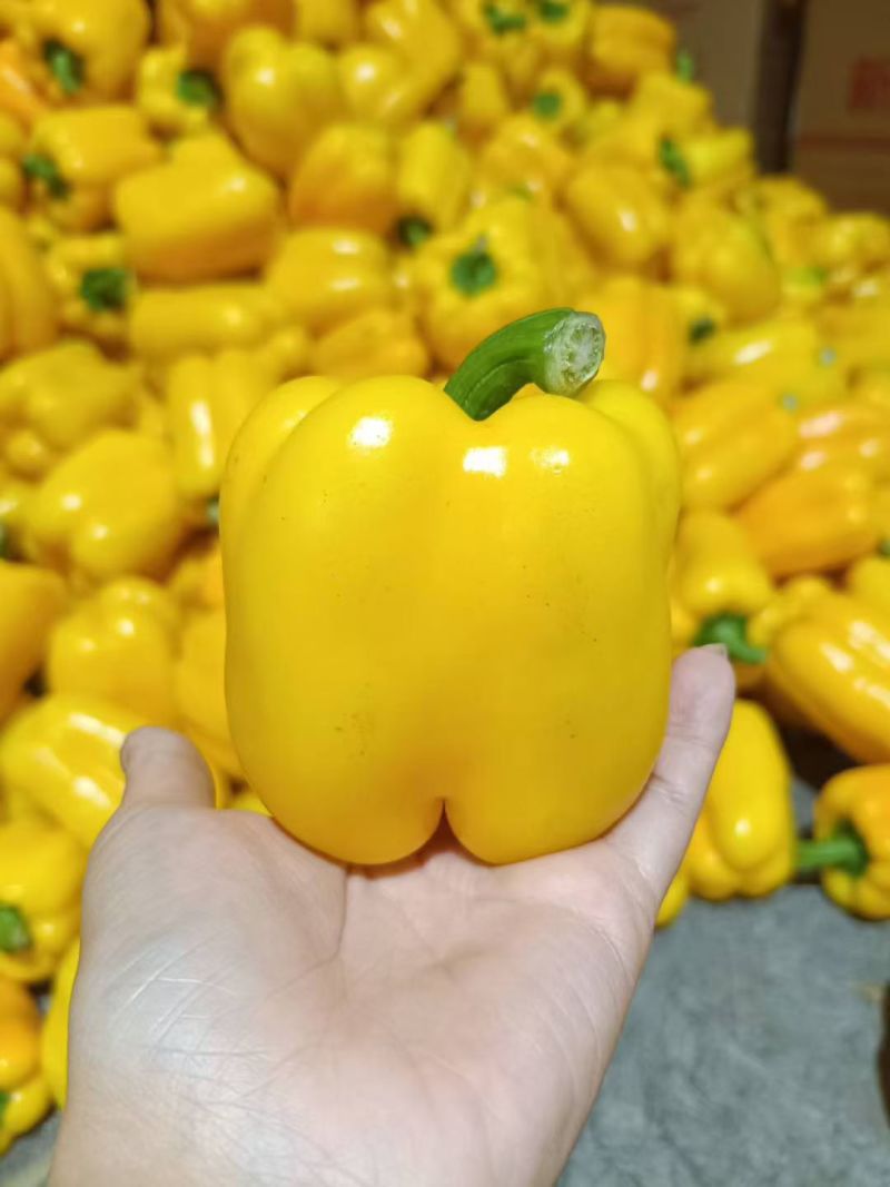 山东寿光蔬菜贸易，各种辣椒，红黄绿圆椒，尖椒，螺丝椒，泡椒等