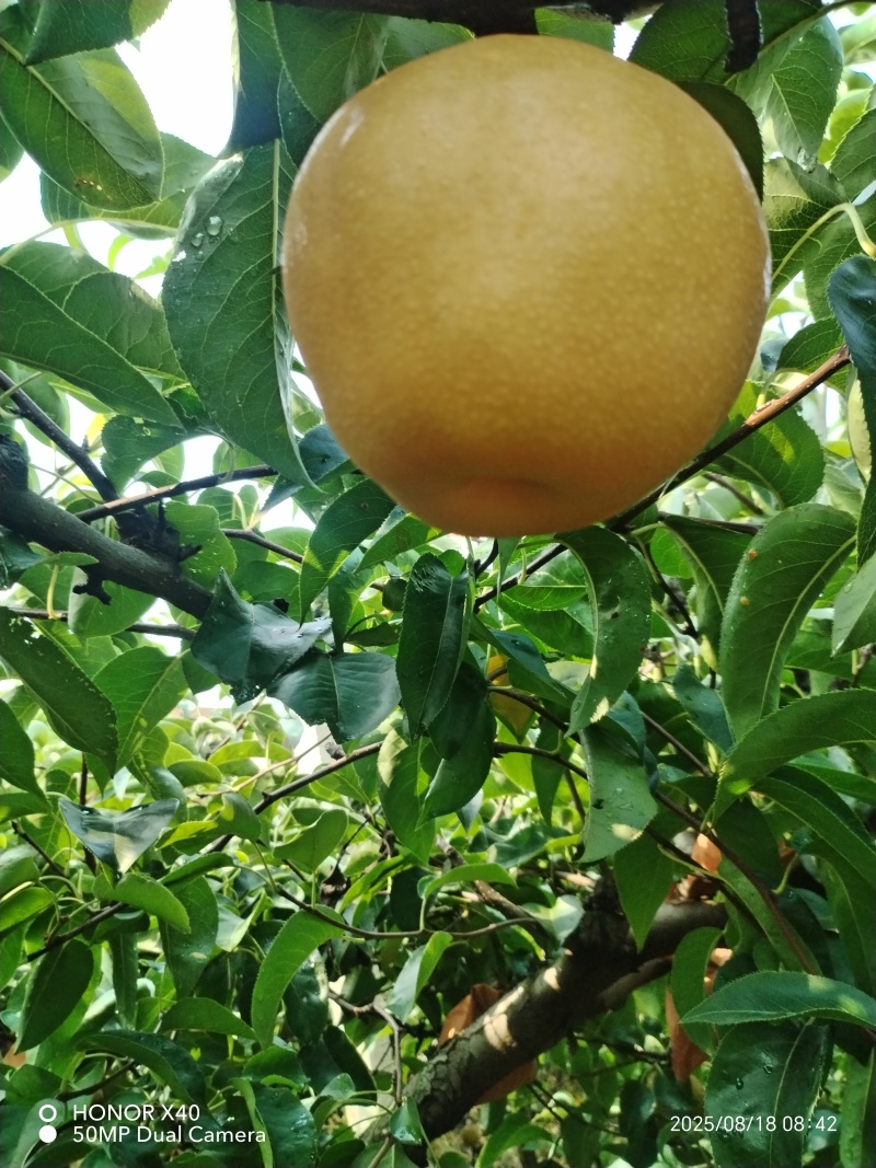 赶大集丰水甜