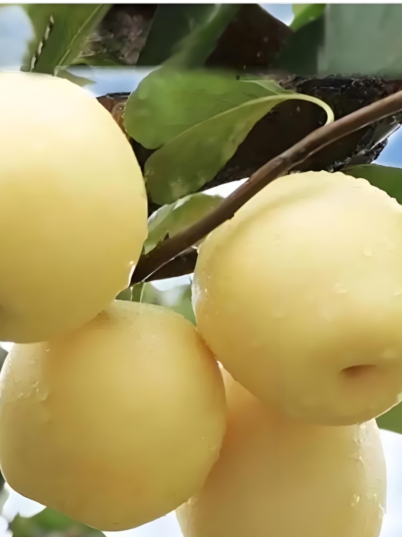 皇冠梨