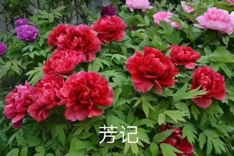 进口芍药