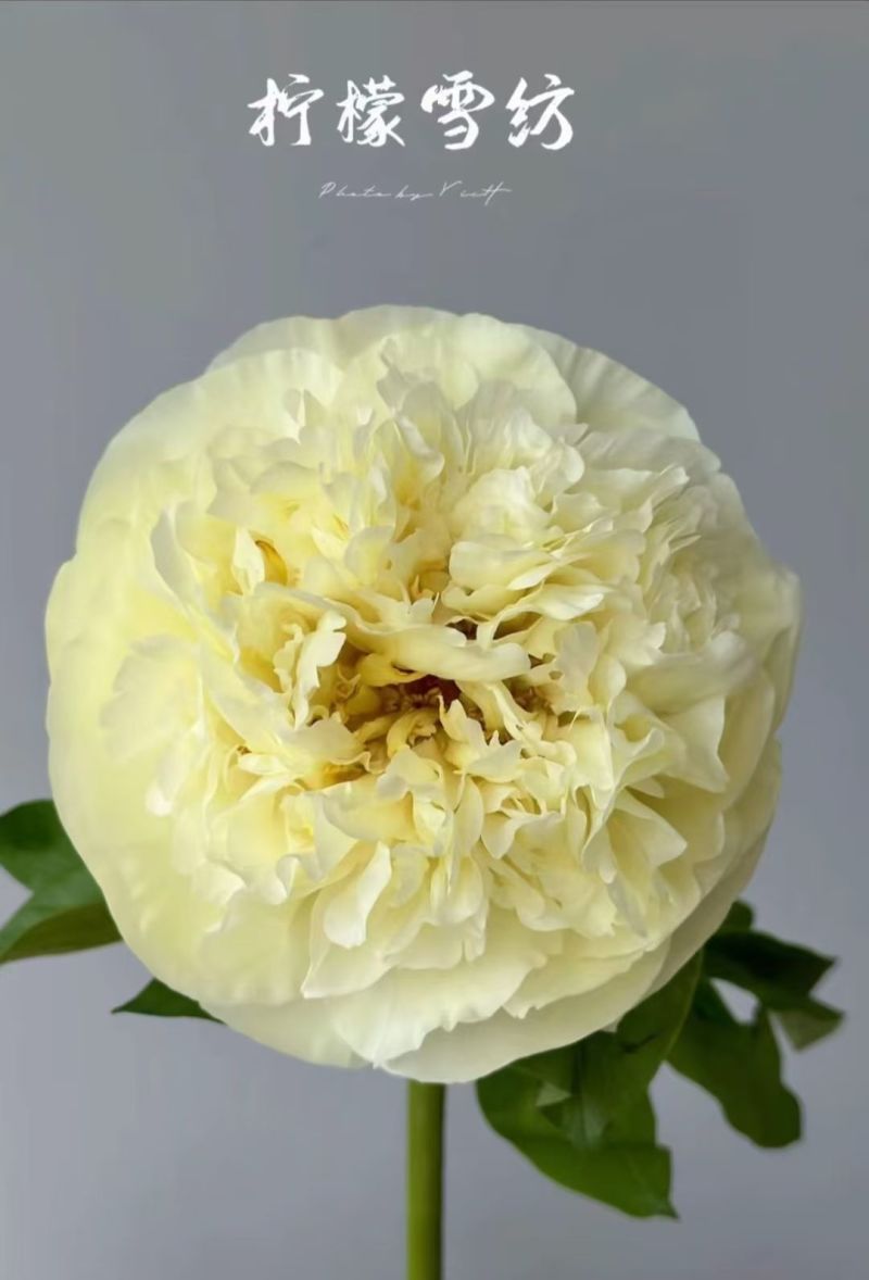 进口芍药
