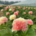 进口芍药