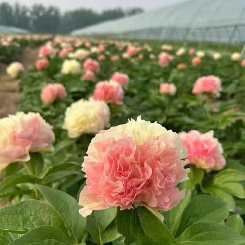 进口芍药