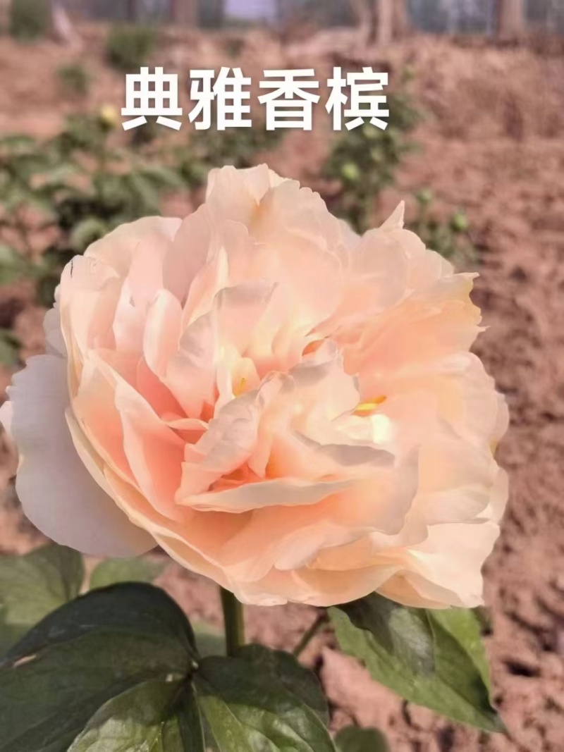 进口芍药