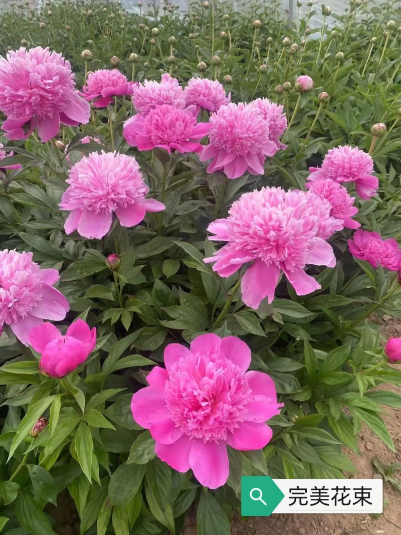 进口芍药