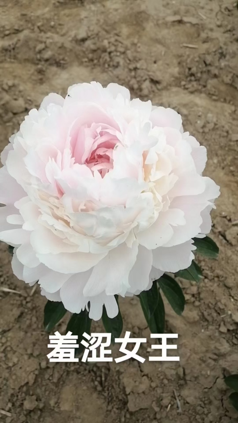 进口芍药