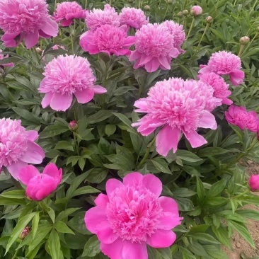 进口芍药