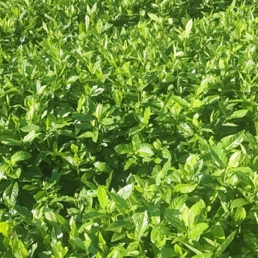 药栀子苗