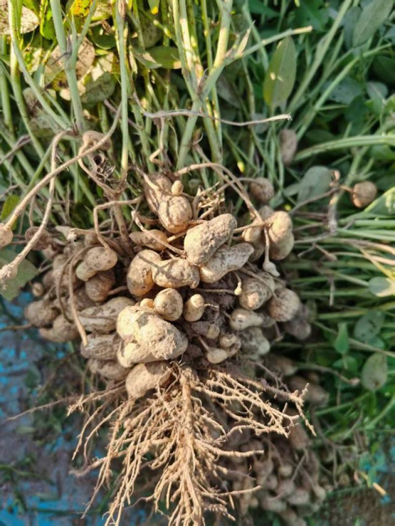 蒜田套种鲜花生大量上市