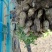 蒜田套种鲜花生大量上市