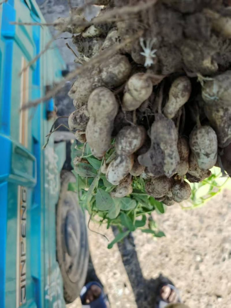 蒜田套种鲜花生大量上市