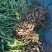 蒜田套种鲜花生大量上市