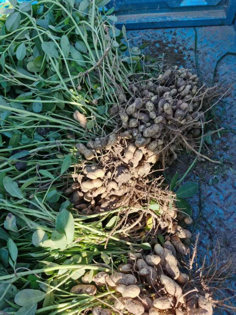 蒜田套种鲜花生大量上市