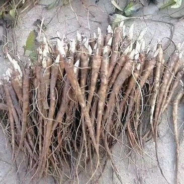 药材芍药，白芍，赤芍