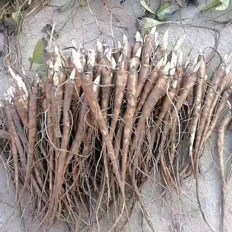 药材芍药，白芍，赤芍