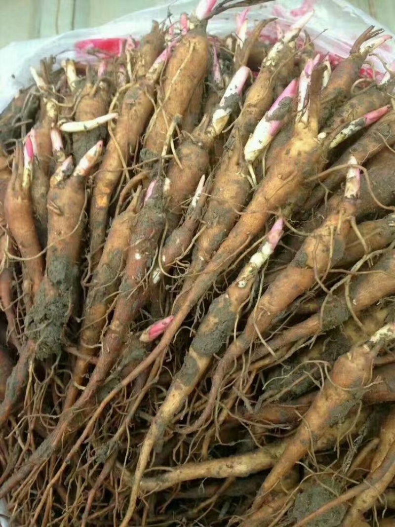 药材芍药，白芍，赤芍