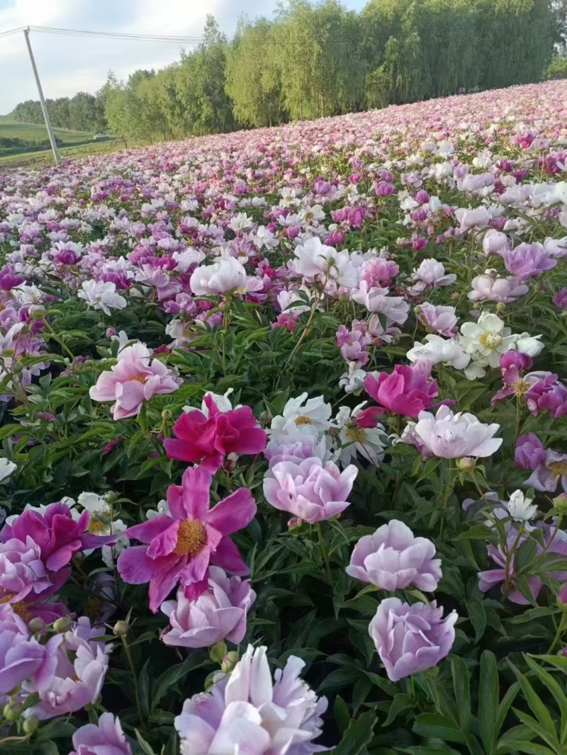 药材芍药，白芍，赤芍
