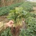 草莓苗/香野红颜奶油甜宝宁玉天仙醉百草莓苗/对接全国
