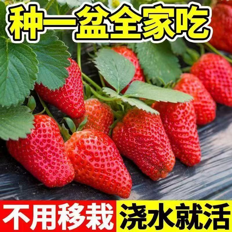 草莓苗/香野红颜奶油甜宝宁玉天仙醉百草莓苗/对接全国