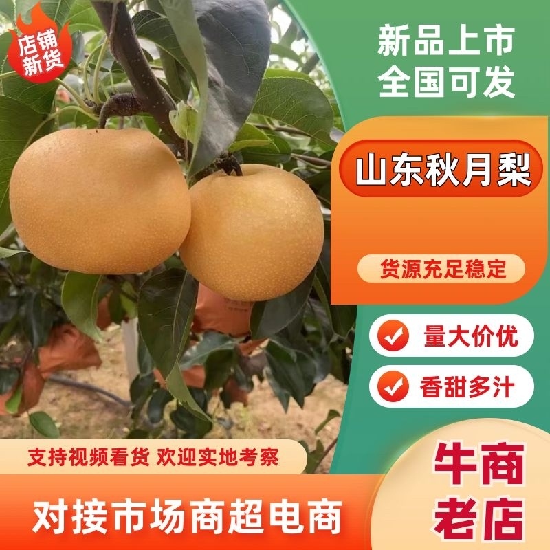 山东正宗秋月梨，香甜可口，汁水丰富，产地供货，欢迎来电