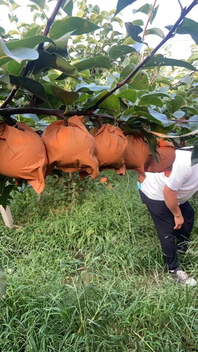 山东正宗秋月梨，香甜可口，汁水丰富，产地供货，欢迎来电