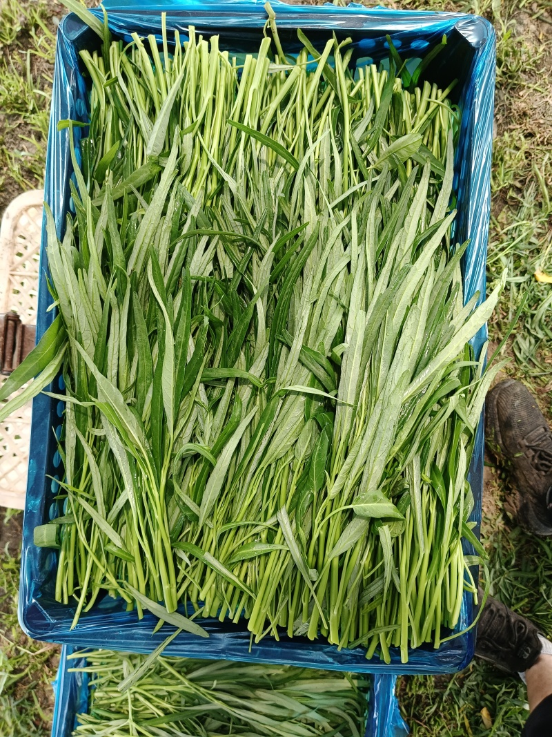 精品柳叶空心菜头