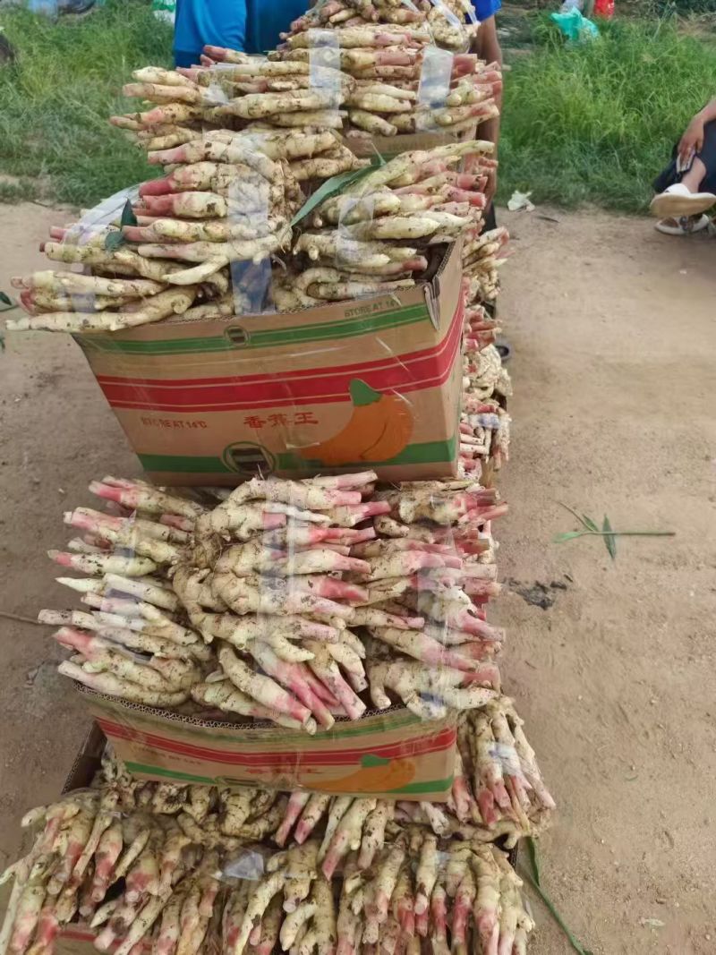 《鲜姜》红芽姜，仔姜，产地直发，一手货源