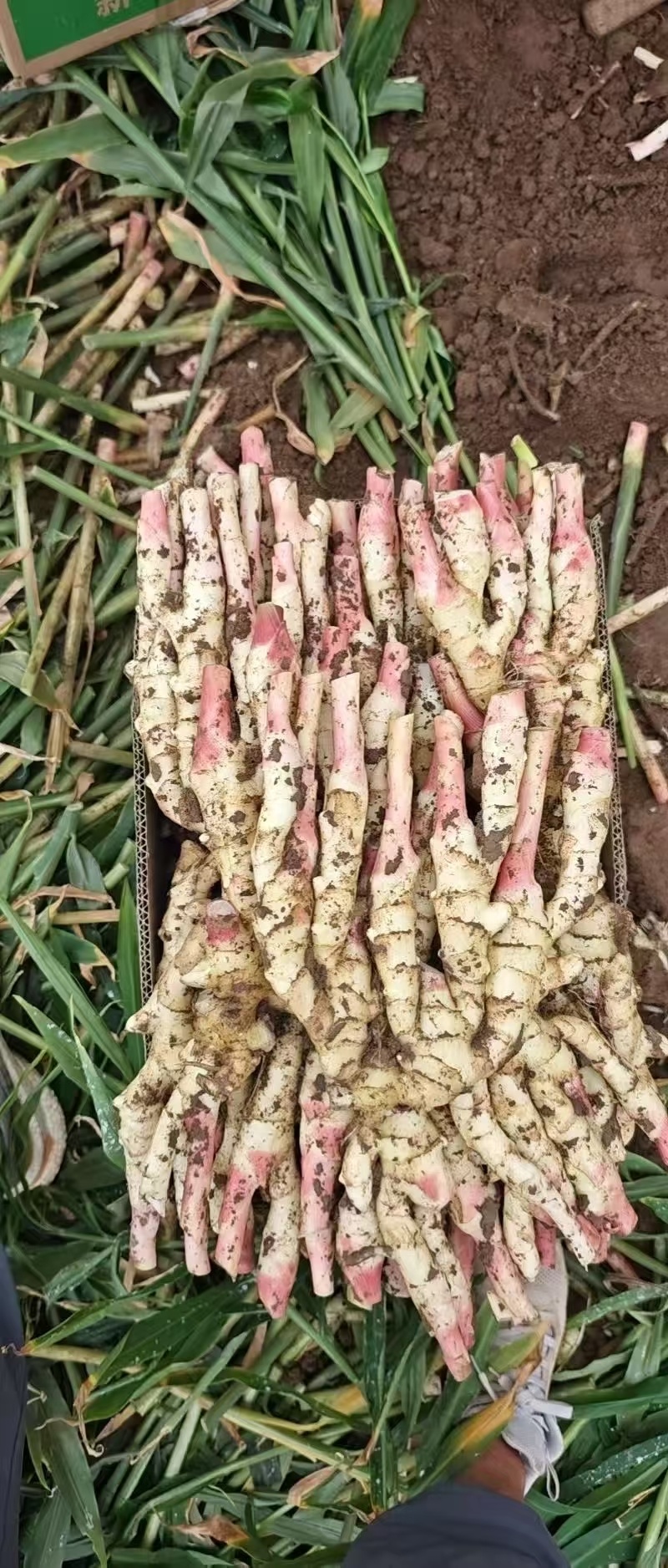 《鲜姜》红芽姜，仔姜，产地直发，一手货源
