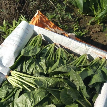内蒙产地直发精品黑叶菠菜，大量上市中，量大从优新鲜发货