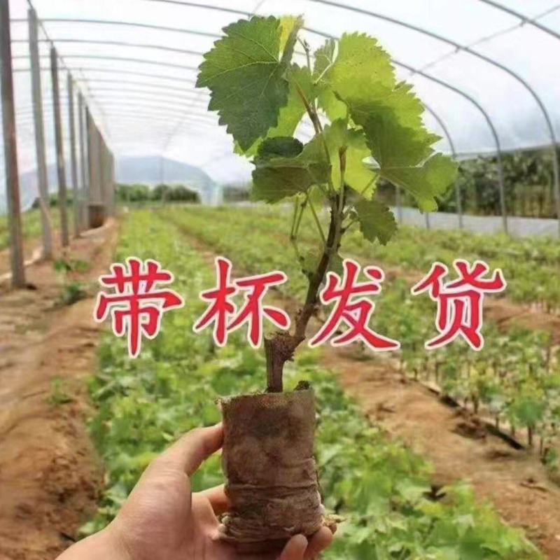 苗木/葡萄种苗/各种品种营养杯苗大量有货/对接全国采购商