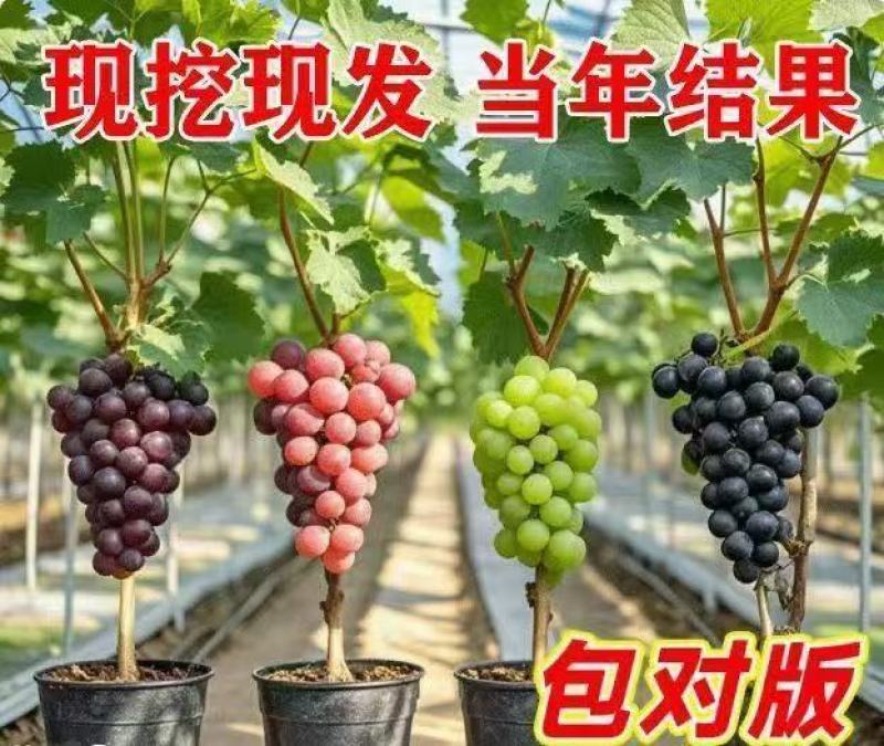 苗木/葡萄种苗/各种品种营养杯苗大量有货/对接全国采购商