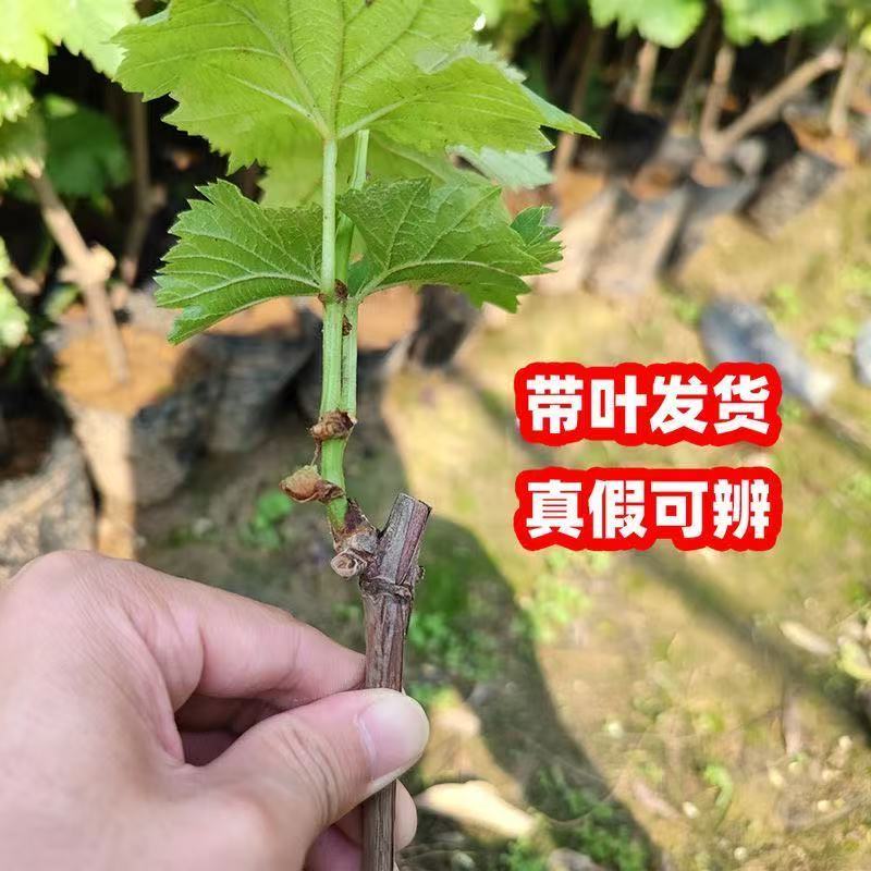 苗木/葡萄种苗/各种品种营养杯苗大量有货/对接全国采购商