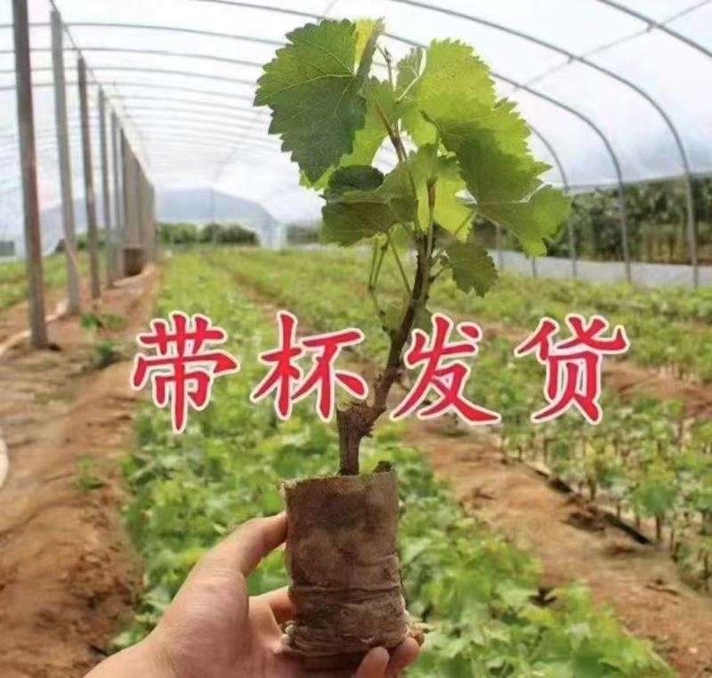 苗木/葡萄种苗/各种品种营养杯苗大量有货/对接全国采购商