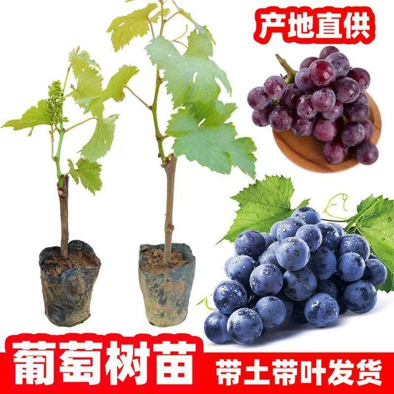 苗木/葡萄种苗/各种品种营养杯苗大量有货/对接全国采购商