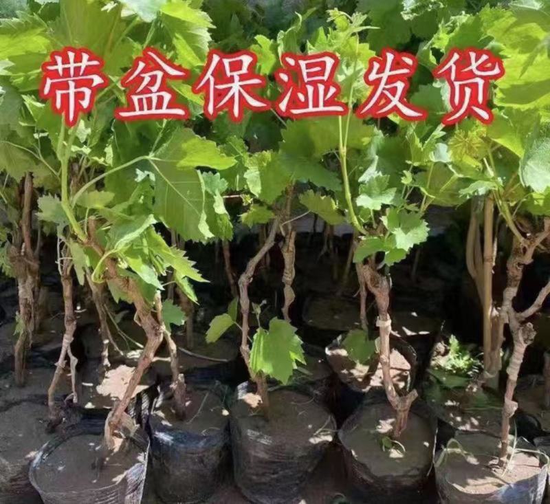 苗木/葡萄种苗/各种品种营养杯苗大量有货/对接全国采购商