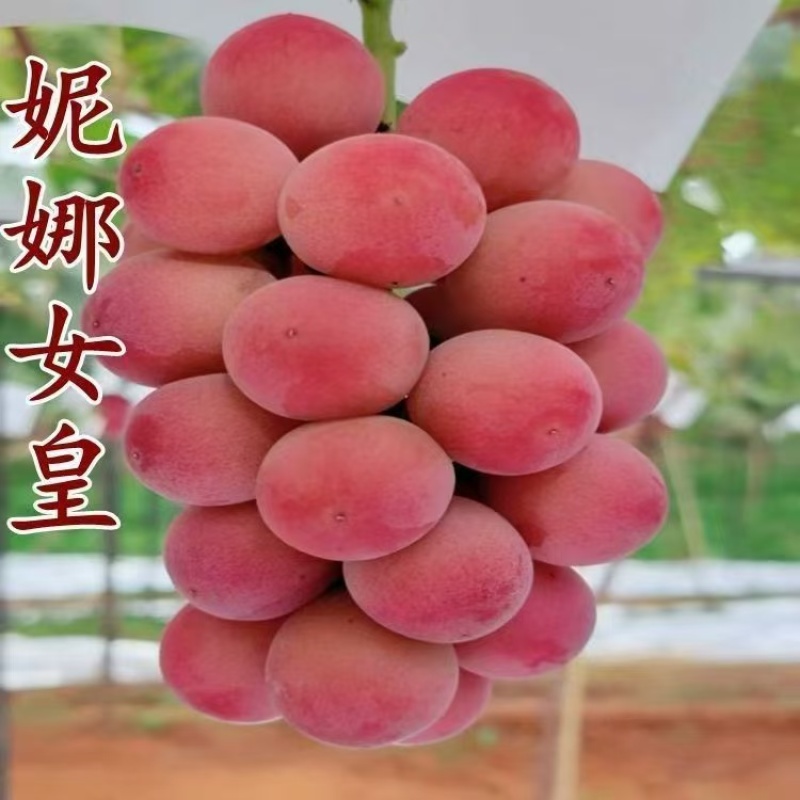 苗木/葡萄种苗/各种品种营养杯苗大量有货/对接全国采购商