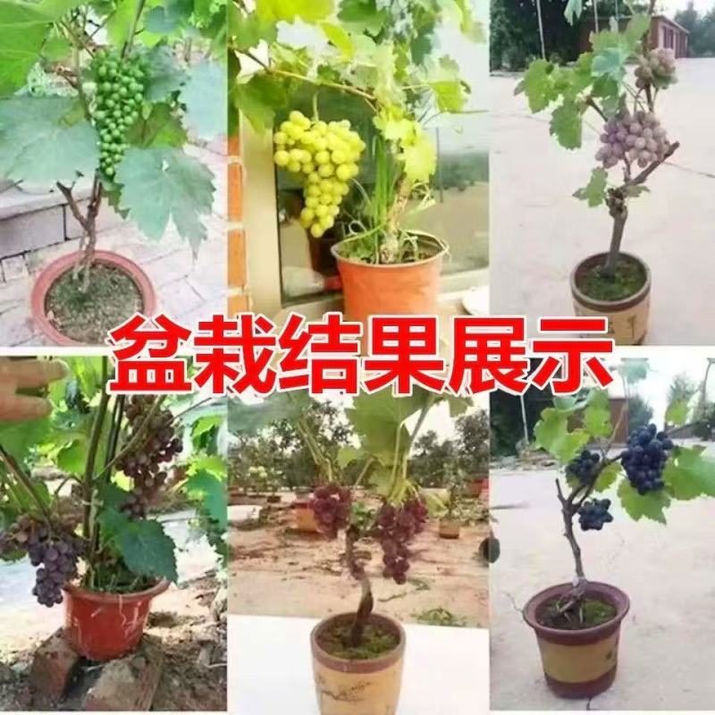 苗木/葡萄种苗/各种品种营养杯苗大量有货/对接全国采购商